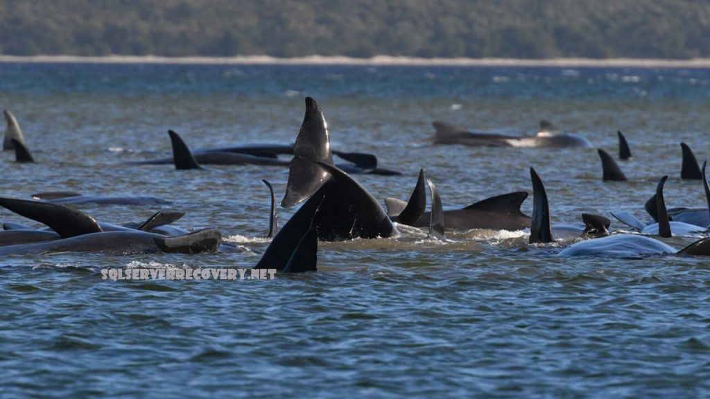 วาฬออสเตรเลีย ตาย 90 ตัวที่เกาะแทสเมเนีย อย่างน้อยหนึ่งในสามของวาฬ 270 ตัวที่เกยตื้นนอกแทสเมเนียเสียชีวิตและอีกหลายตัวกลัวว่าจะตาย