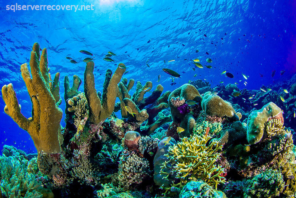 ประเทศไทย ห้ามครีมกันแดดทำลายปะการัง ประเทศไทยได้สั่งห้ามครีมกันแดดที่มีสารเคมีที่ทำลายปะการังจากอุทยานแห่งชาติทางทะเลทั้งหมด